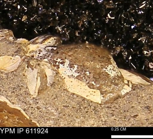 Protocardia subquadrata