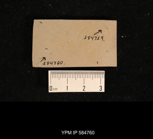 undet. Insecta