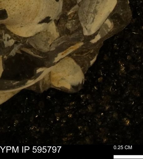 Protocardia sp.