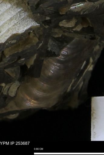 Gastropoda