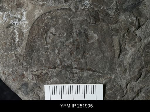 Eurypterus sp.