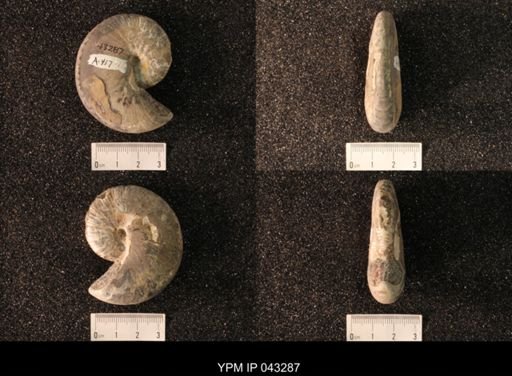 Hoploscaphites nicolletii