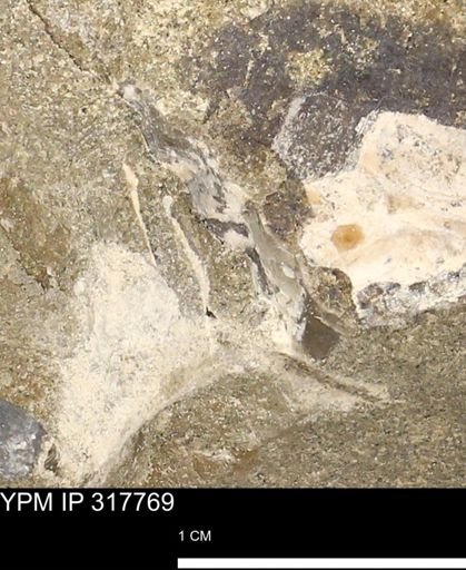 undet. Mollusca