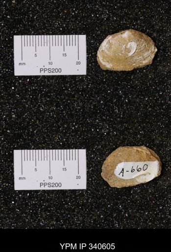 Corbicula sp.