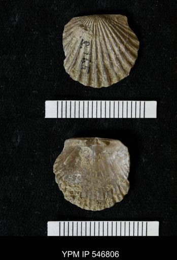 Orthis cf. aequalis