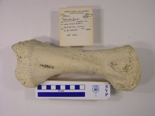 Teleoceras fossiger