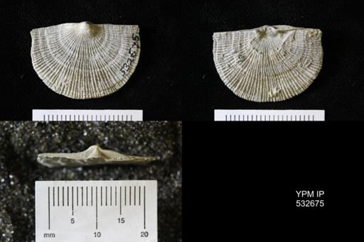 Schuchertella sp.
