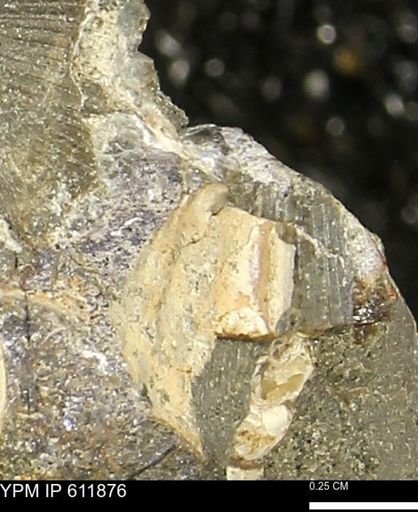 Protocardia sp.