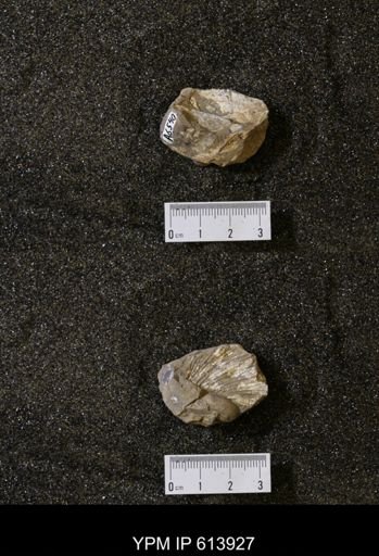 undet. Mollusca