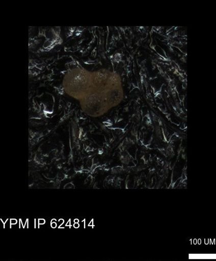 undet. Rugoglobigerinidae