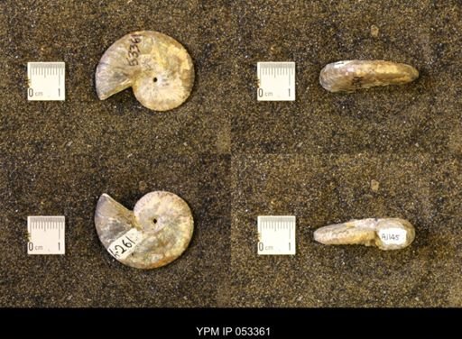 Discoscaphites conradi