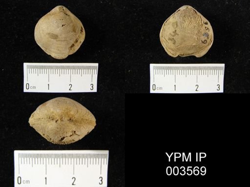 Athyris? planosulcata