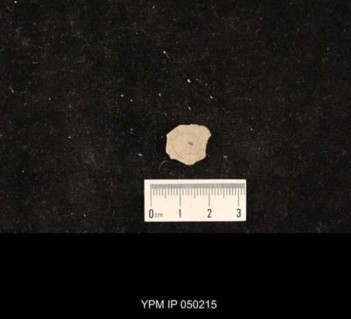 undet. Hexapoda