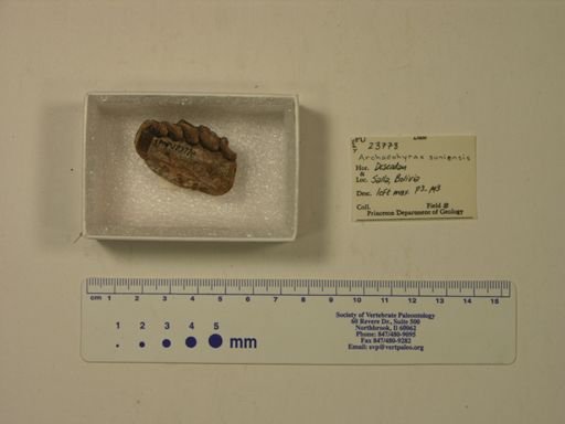 Archaeohyrax suniensis