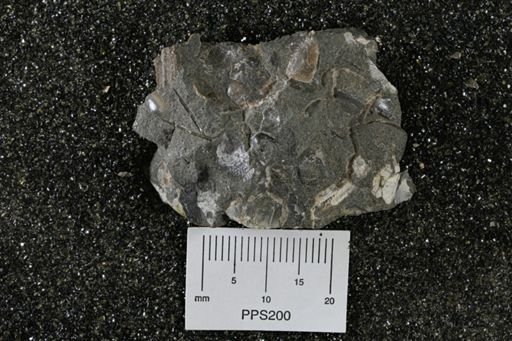 Ellipsoscapha occidentalis