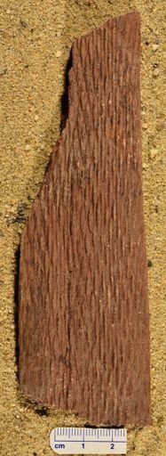 Lepidodendron sp.