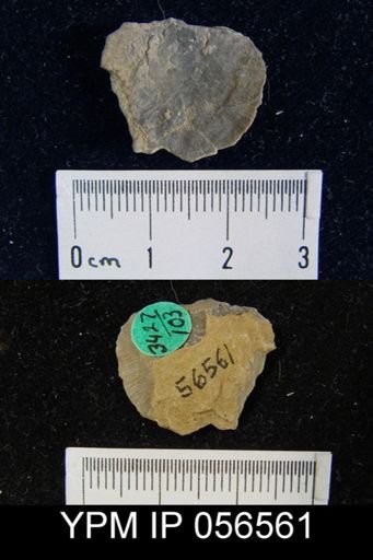 Stropheodonta planulata