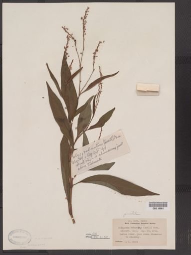 Polygonum robustius