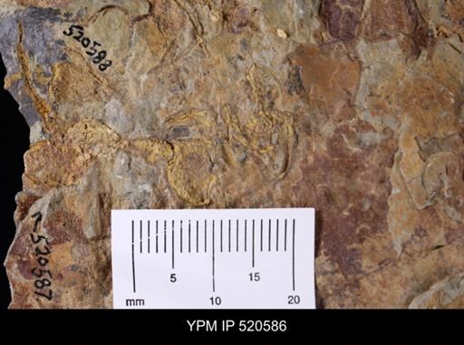 Chauvelicystis sp.