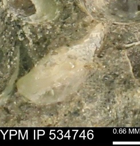 Protocardia subquadrata