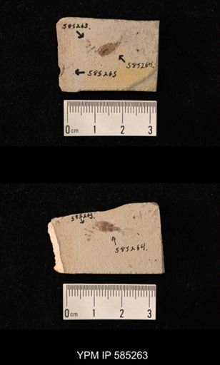 undet. Insecta