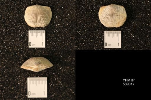 Dinorthis subquadrata