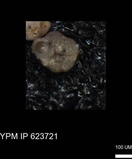 undet. Foraminiferida
