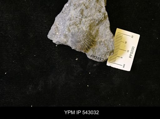 Callipleura sp.