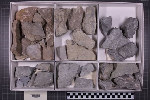 mixed taxa, stratigraphic collection