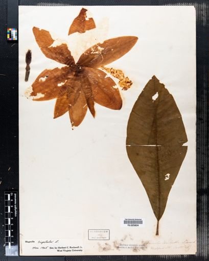 Magnolia tripetala