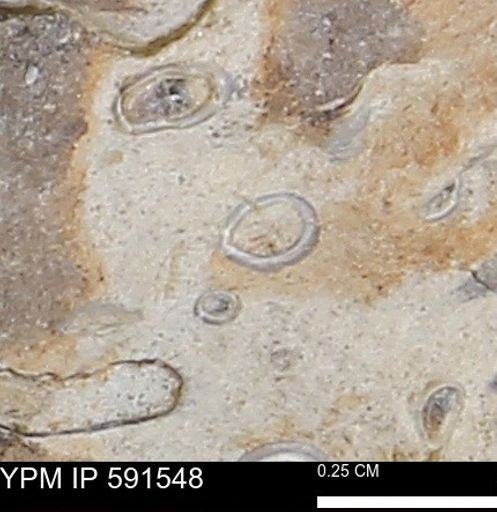 Serpulidae
