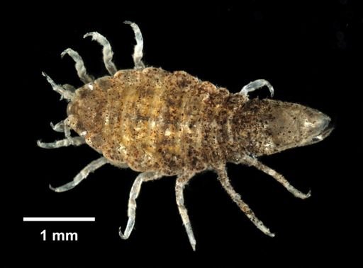 Edotea triloba