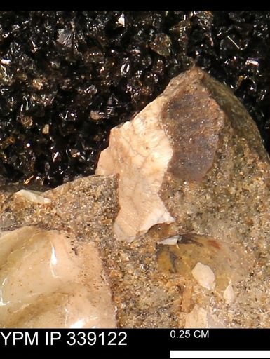 undet. Bivalvia