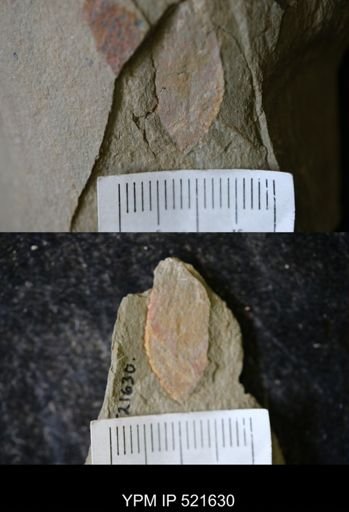 undet. Arthropoda