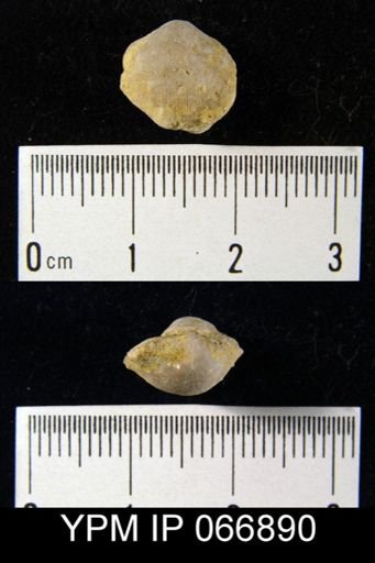 Productella hallana