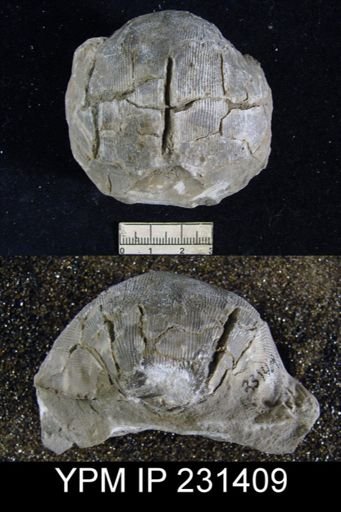 Linoproductus insinuatus