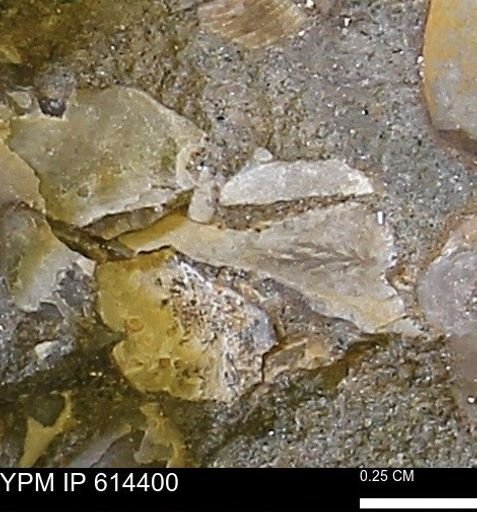 Limopsis striatopunctatus