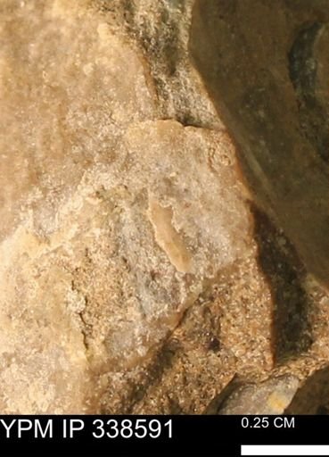 undet. Mollusca