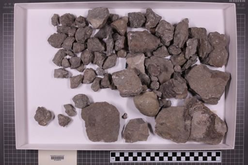 mixed taxa, stratigraphic collection