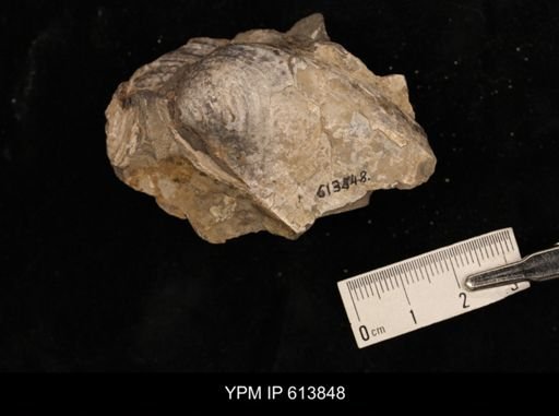 Inoceramus sp.