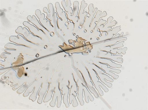 Cratena pilata