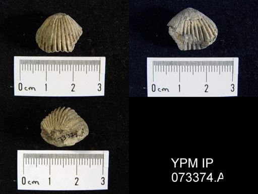 Camarotoechia cedarensis