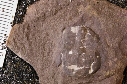 Euproops danae