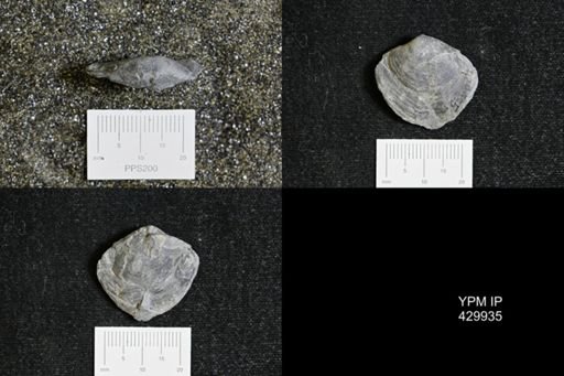Athyris spiriferoides