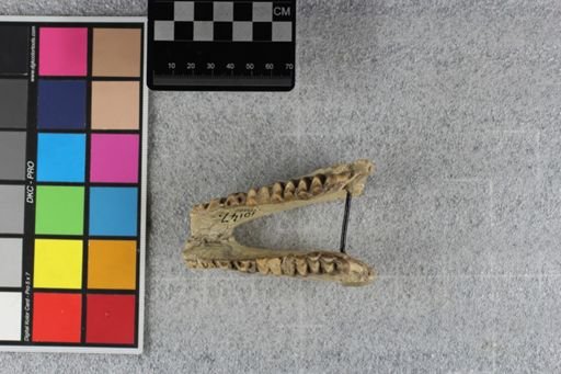 Merycoidodon culbertsoni
