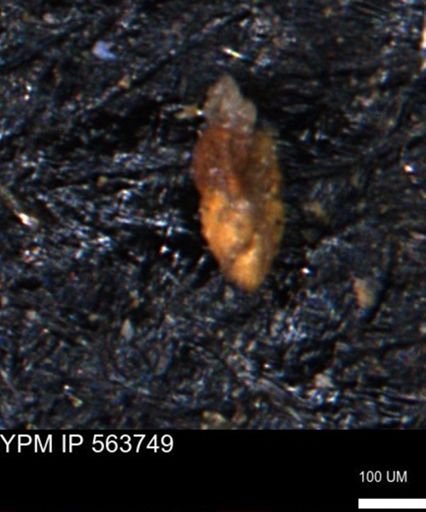 Alveolophragmium linki