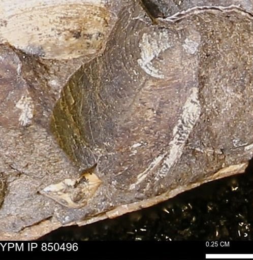 Limopsis striatopunctatus