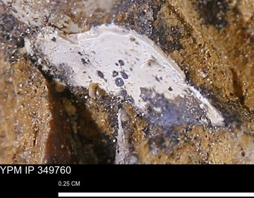 undet. Mollusca