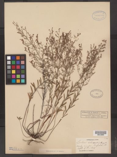 Lechea intermedia