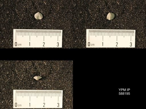 Zygospira modesta